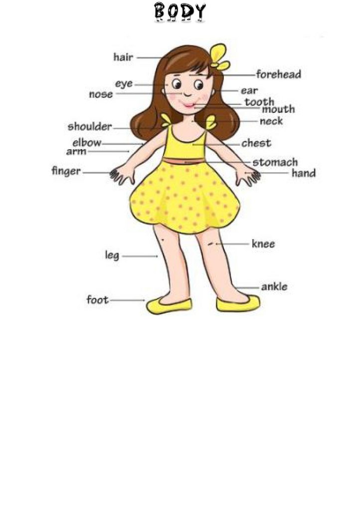 Deli telesa v angleščini