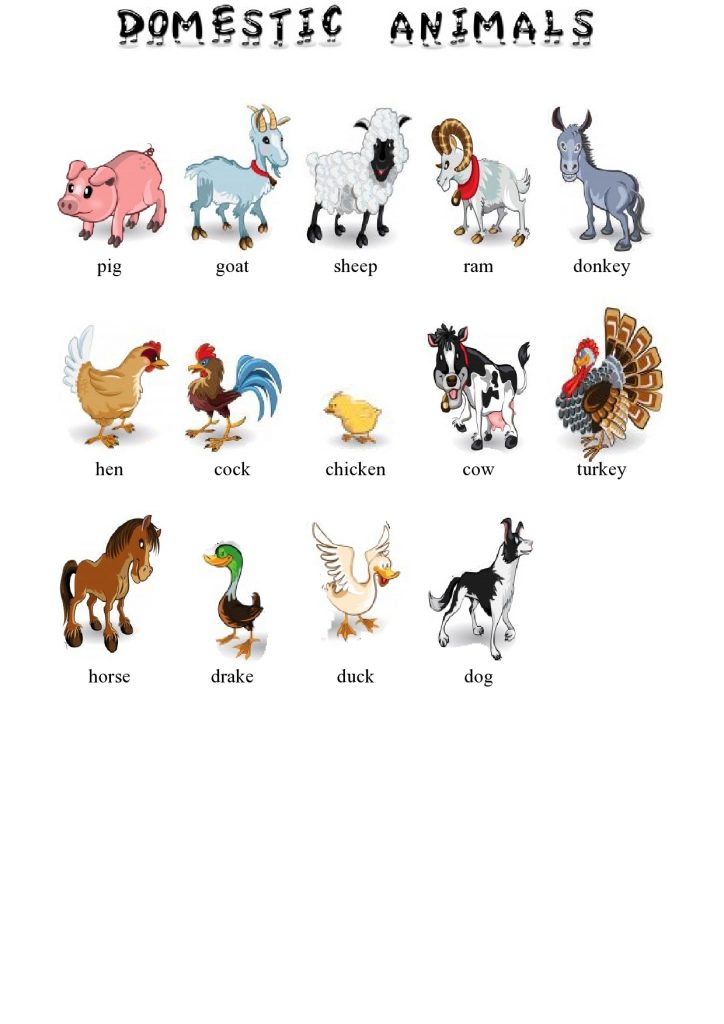 Domače živali v angleščini