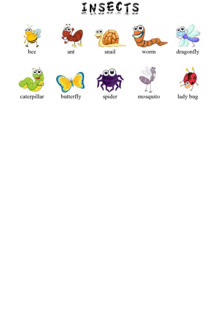 Insekti v angleščini